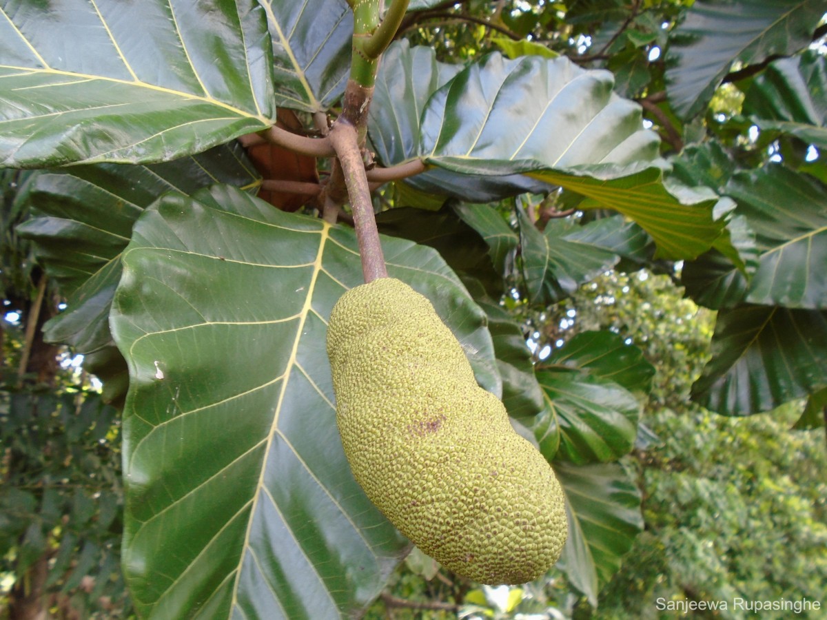 Artocarpus nobilis Thwaites